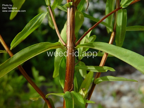 St. Johnswort, roundfruit